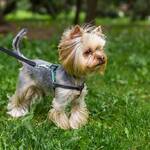 Small,Dog,Yorkshire,Terrier,Plays,In,Green,Grass